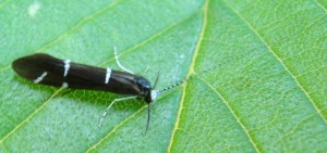 Infurcitinea argentimaculella.JPG