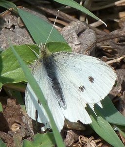 Piéride de la rave Pieris rapae (1).JPG