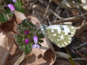 Marbré de vert Pontia daplidice.JPG