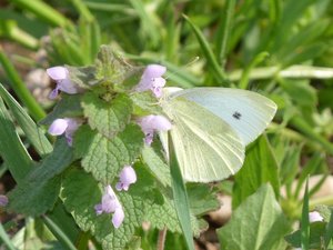 Pieride de la rave Pieris rapae.JPG