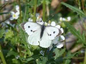 Piéride du chou Pieris brassicae.JPG