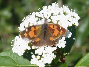 Échancré Libythea celtis Calvisson (Gard) (2).JPG