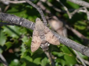 Moro-sphinx Macroglossum stellatarum Calvisson (Gard).JPG