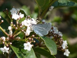 Azuré des Nerpruns Celastrina argiolus Calvisson (Gard) (5).JPG