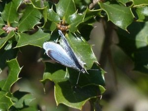 Azuré des Nerpruns Celastrina argiolus Calvisson (Gard) (3).JPG