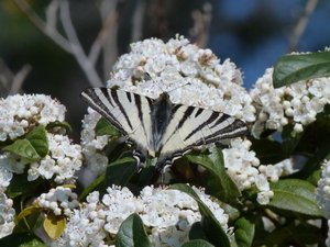 Flambé Iphiclides podalirius Calvisson (Gard) (2).JPG