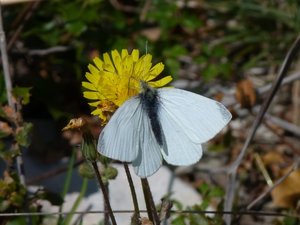 Piéride de la rave Pieris rapae Calvisson (Gard).JPG