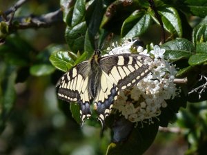 Machaon Papilio machaon Calvisson (Gard) (7).JPG