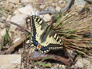 Machaon Papilio machaon Calvisson (Gard) (4).JPG