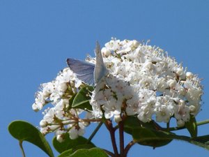 Azuré des Nerpruns Celastrina argiolus Calvisson (Gard) (2).JPG