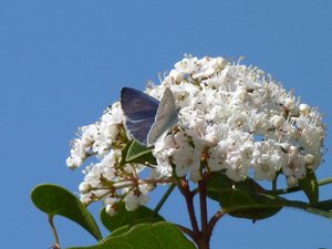 Azuré des Nerpruns Celastrina argiolus Calvisson (Gard) (1).JPG