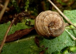 Chenille marron clair, Bouresse, Poitou-Charentes 6 avril 2013 (2).jpg