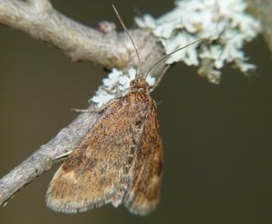 Pyrale des buissons Pyrausta despicata (2).JPG