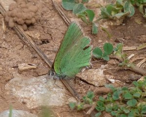 Argus vert Callophrys rubi (1).JPG