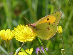 Souci Colias crocea.JPG