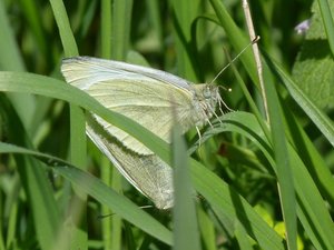 Piérides de la rave accouplées Pieris rapae (3).JPG