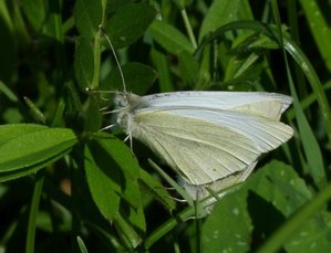 Piérides de la rave accouplées Pieris rapae (1).JPG