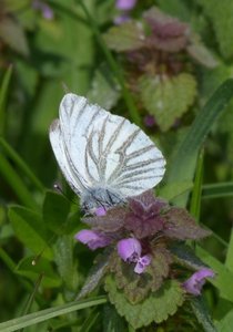 Piéride du navet Pieris napi (2).JPG