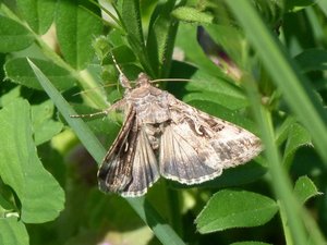 Lambda Autographa gamma.JPG