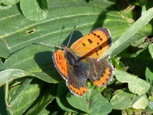 Cuivré commun Lycaena phlaeas.JPG