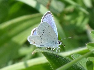 Azuré des nerpruns Celastrina argiolus (2).JPG