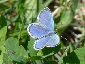 Azuré des nerpruns Celastrina argiolus (1).JPG