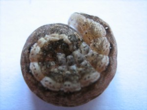 en boule.jpg