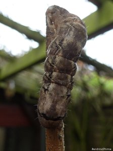 Chenille de Mormo maura, Bouresse, Poitou-Charentes, 18 avril 2013.jpg