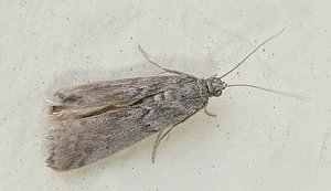 Pyralidae - Ephestia kuehniella  - 17-04-2013.JPG