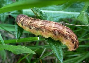 Chenille de Noctua pronuba, Bouresse, 20 avril 2013  (5).jpg