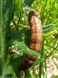 Chenille de Noctua pronuba, Bouresse, 20 avril 2013  (8).jpg