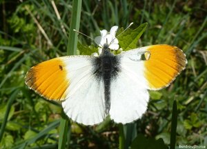 Aurore printanière mâle, Anthocharis cardamines - Pieridae, Papillon de jour, Bouresse, Poitou-Charentes 20 avril 2013.jpg