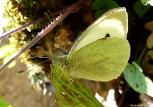 Piéride de la rave, Pieris rapae, Bouresse, Poitou-Charentes, 20 avril 2013 (6).jpg