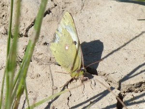 Colias femelle (2).JPG