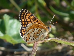 Mélitée du plantain Melitaea cinxia (2).JPG