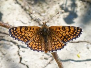 Mélitée du plantain Melitaea cinxia (1).JPG