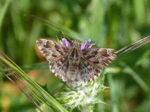 Grisette ou Hespérie de l'alcée Carcharodus alceae (2).JPG