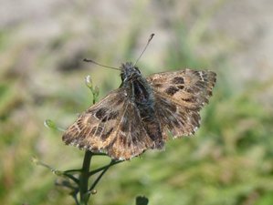 Grisette ou Hespérie de l'alcée Carcharodus alceae (1).JPG