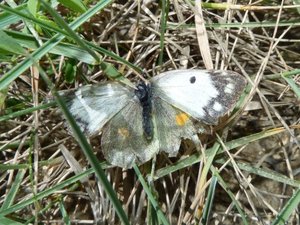 Colias femelle (4).JPG