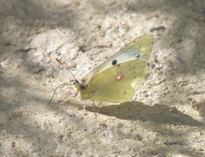 Colias femelle (1).JPG