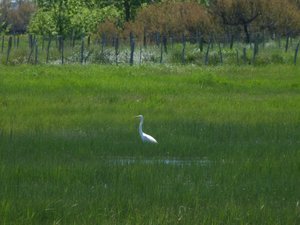 Grande aigrette.JPG