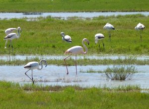 Flamants roses (6).JPG