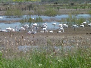 Flamants roses (3).JPG