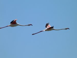 Flamants roses (1).JPG