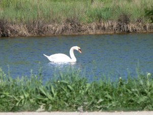 Cygne (2).JPG