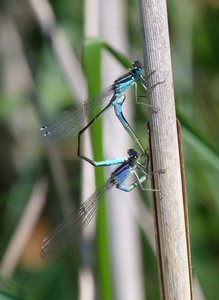 Agrion élégant Ischnura elegans.JPG