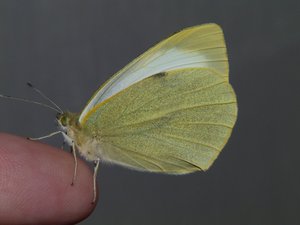 Piéride du chou Pieris brassicae en élevage (3).JPG