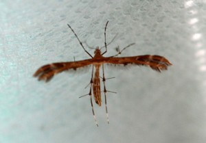 Pterophoridae-Buckleria.jpg