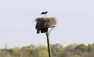 cigogne et petits-2013.jpg