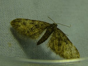 Eupithecia exigua +á confirmer (6).JPG